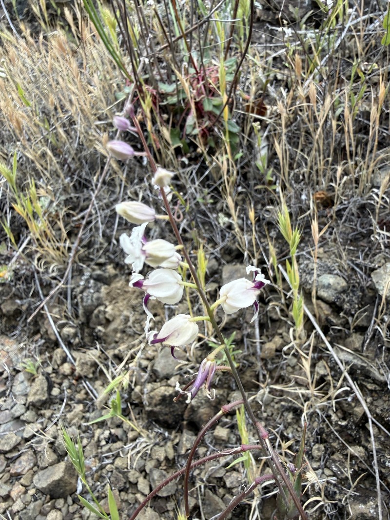 Streptanthus glandulosus subsp. secundus photo 2