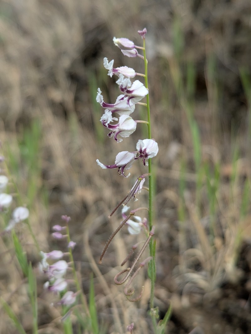 Streptanthus glandulosus subsp. secundus photo 3
