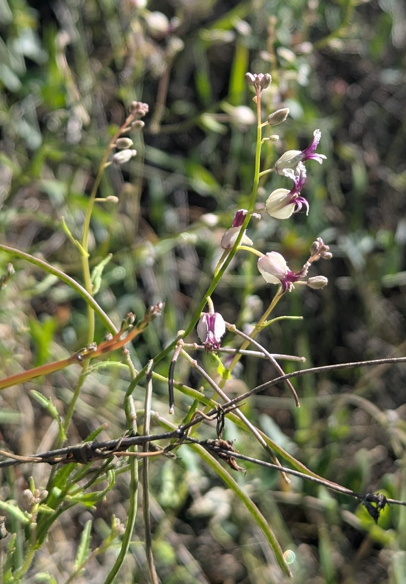 Streptanthus glandulosus subsp. secundus photo 4
