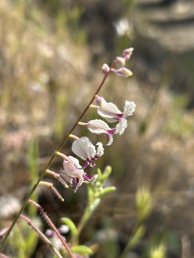 Streptanthus glandulosus subsp. secundus photo 5
