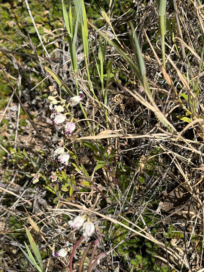 Streptanthus glandulosus subsp. secundus photo 6
