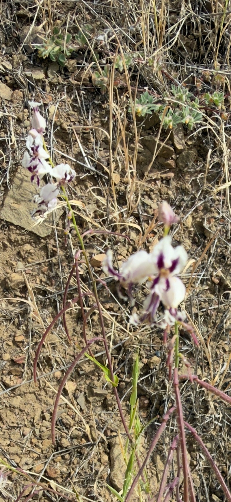 Streptanthus glandulosus subsp. secundus photo 7
