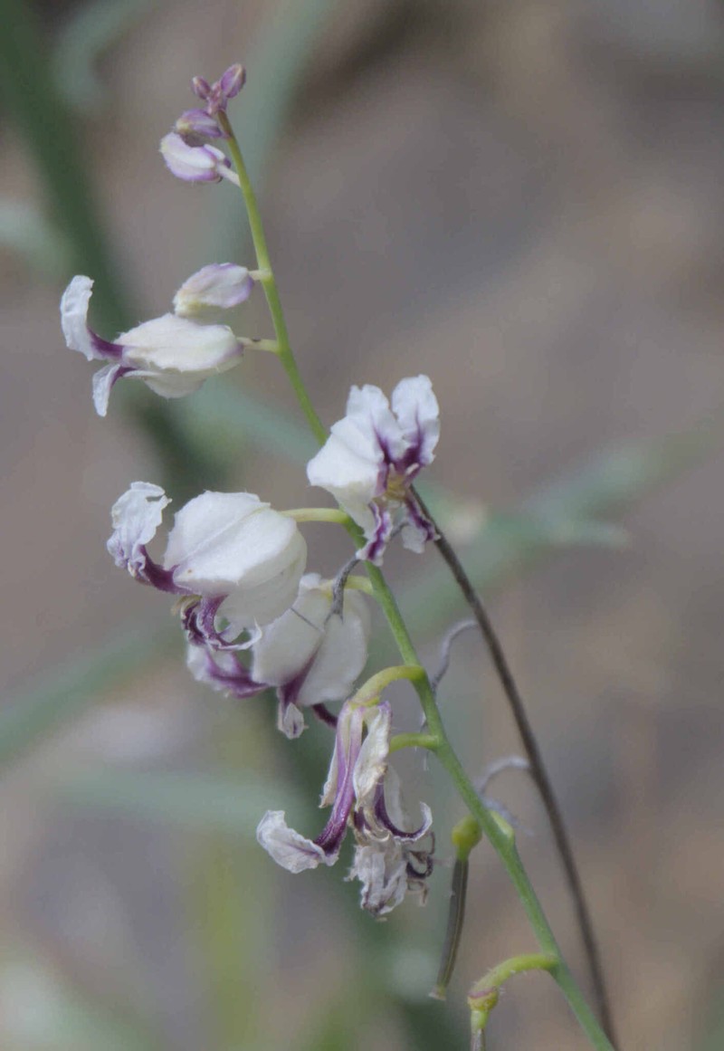 Streptanthus glandulosus subsp. secundus photo 8