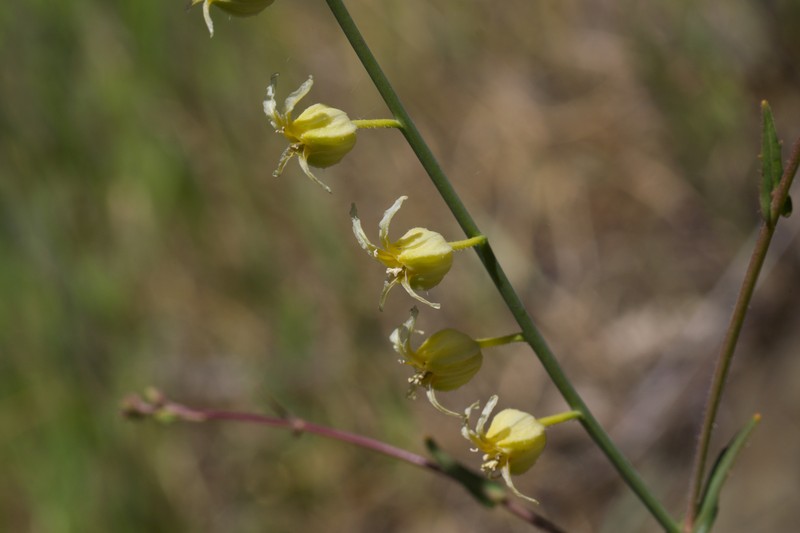 Streptanthus glandulosus subsp. sonomensis