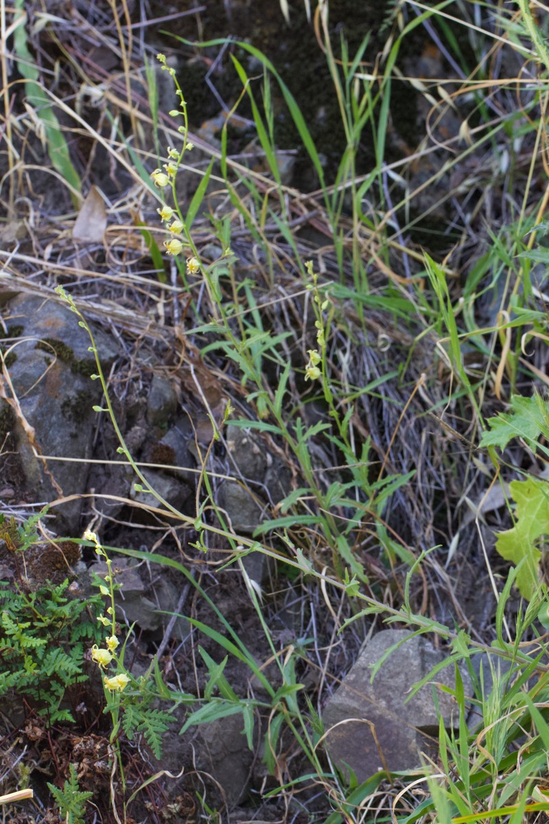 Streptanthus glandulosus subsp. sonomensis photo 2