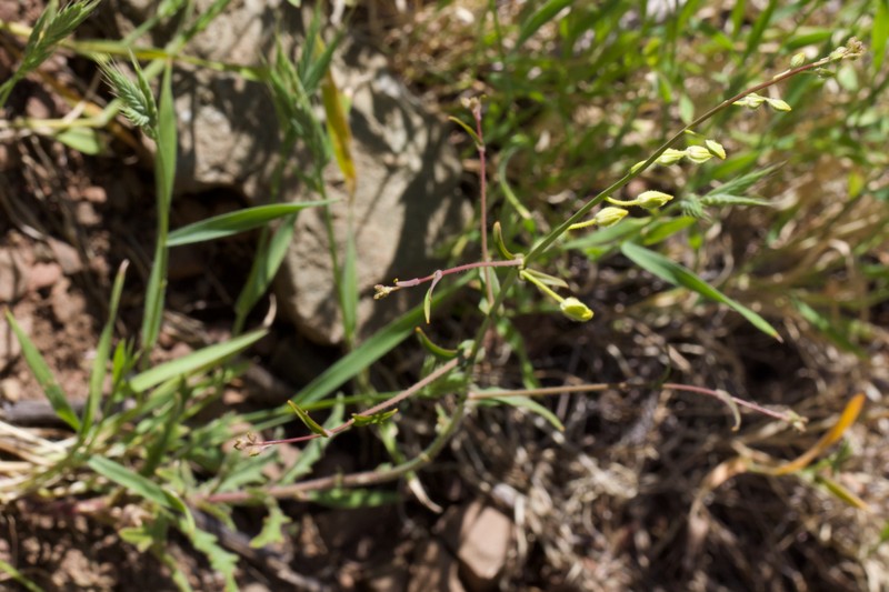 Streptanthus glandulosus subsp. sonomensis photo 3