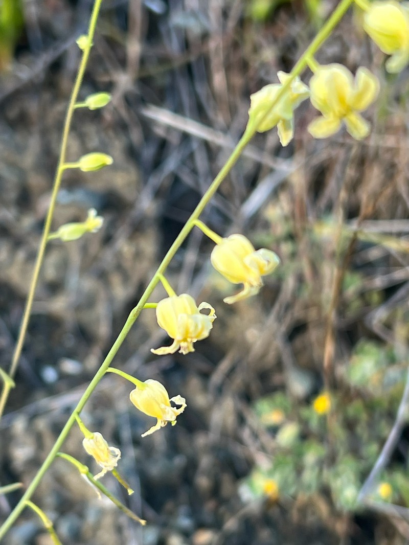 Streptanthus glandulosus subsp. sonomensis photo 4