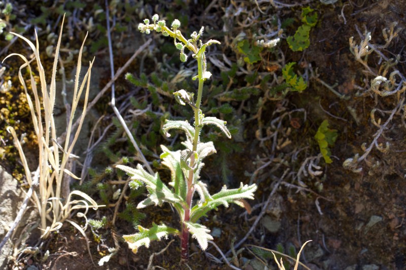 Streptanthus glandulosus subsp. sonomensis photo 5