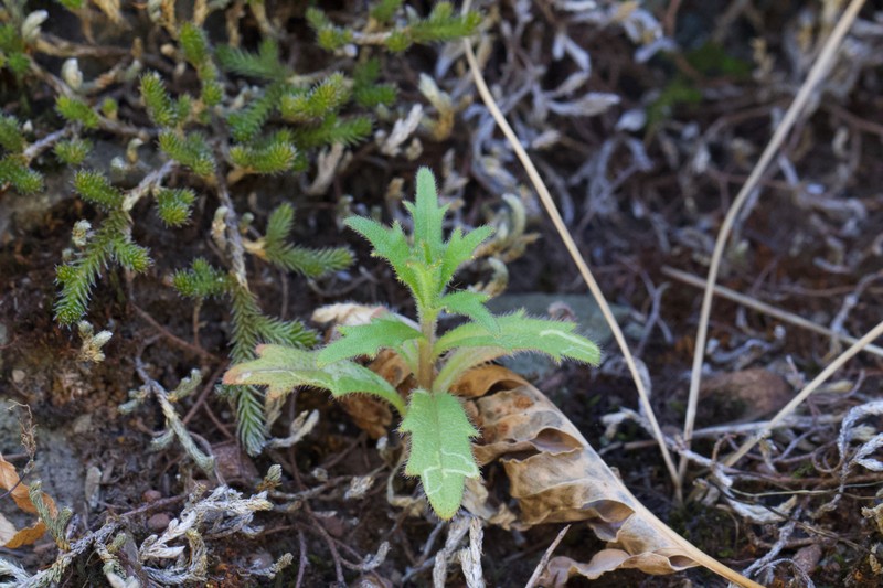 Streptanthus glandulosus subsp. sonomensis photo 6