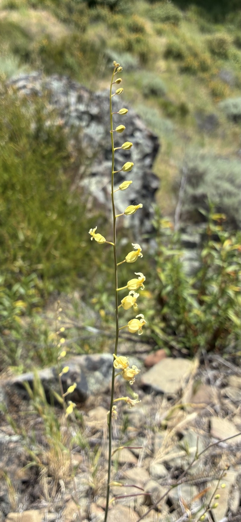 Streptanthus glandulosus subsp. sonomensis photo 7