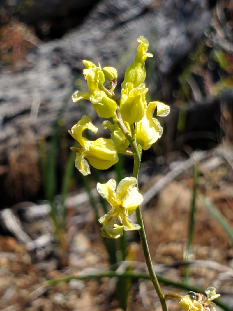 Streptanthus glandulosus subsp. sonomensis photo 8