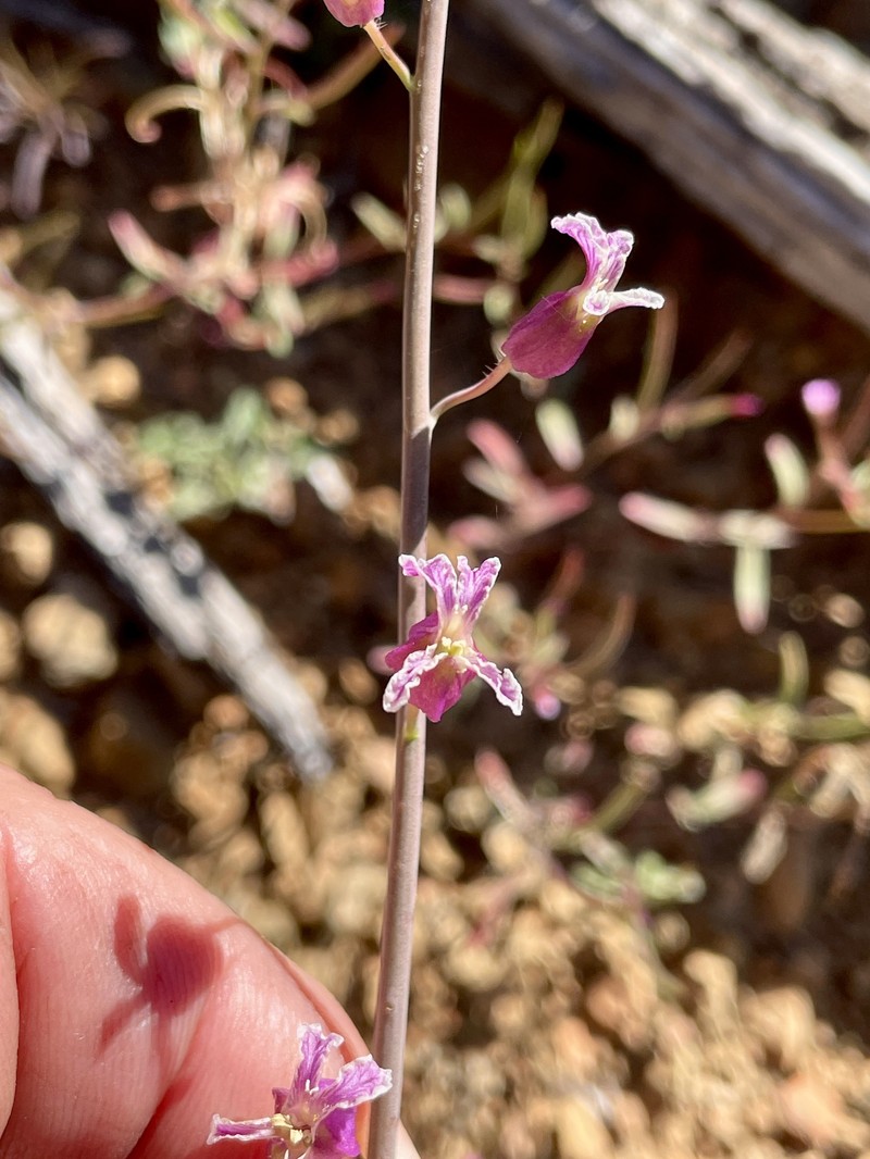 Streptanthus glandulosus var. hoffmanii