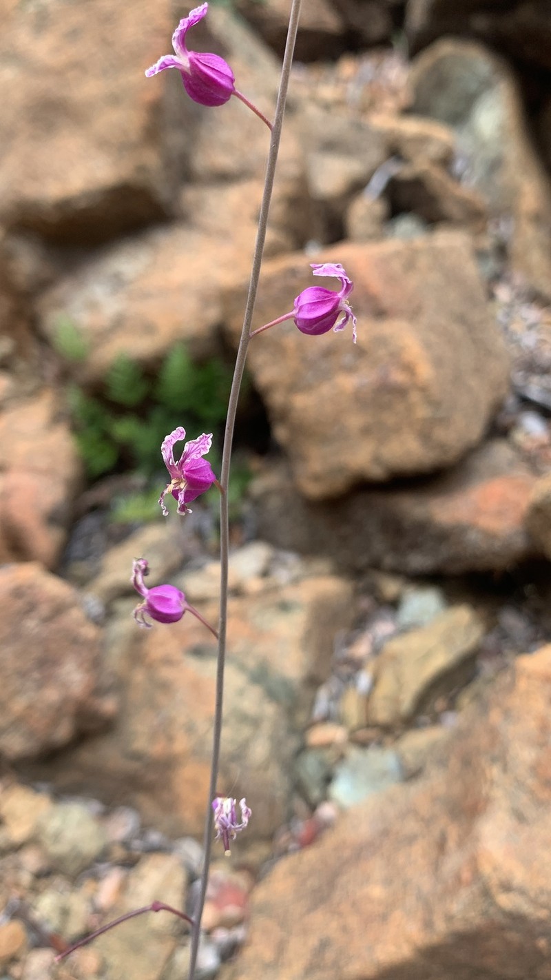 Streptanthus glandulosus var. hoffmanii photo 2