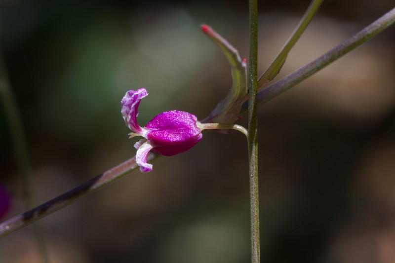 Streptanthus glandulosus var. hoffmanii photo 3