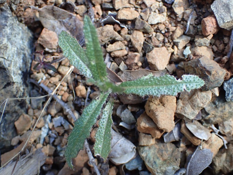 Streptanthus glandulosus var. hoffmanii photo 4