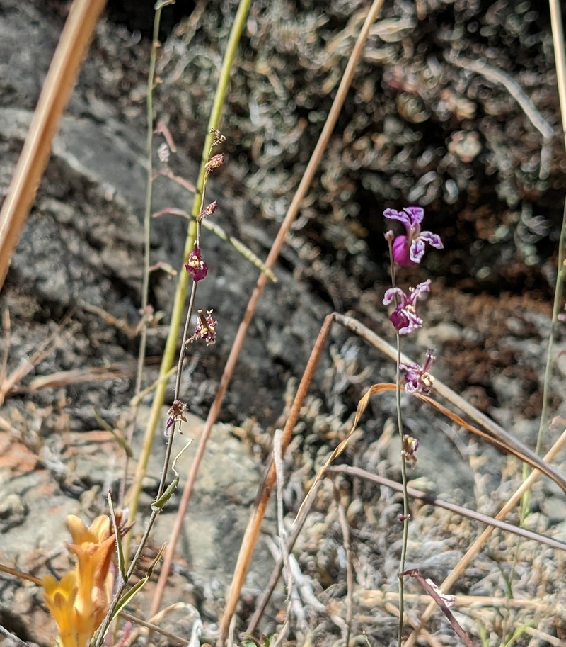 Streptanthus glandulosus var. hoffmanii photo 5