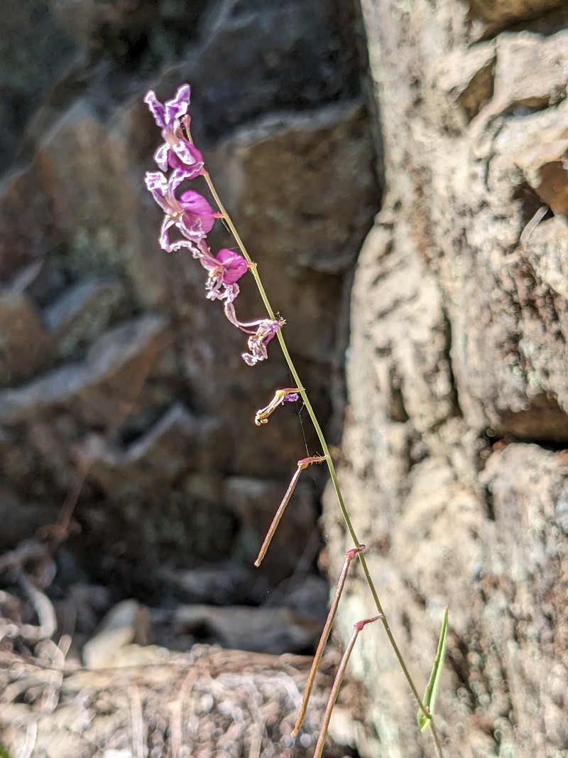 Streptanthus glandulosus var. hoffmanii photo 6