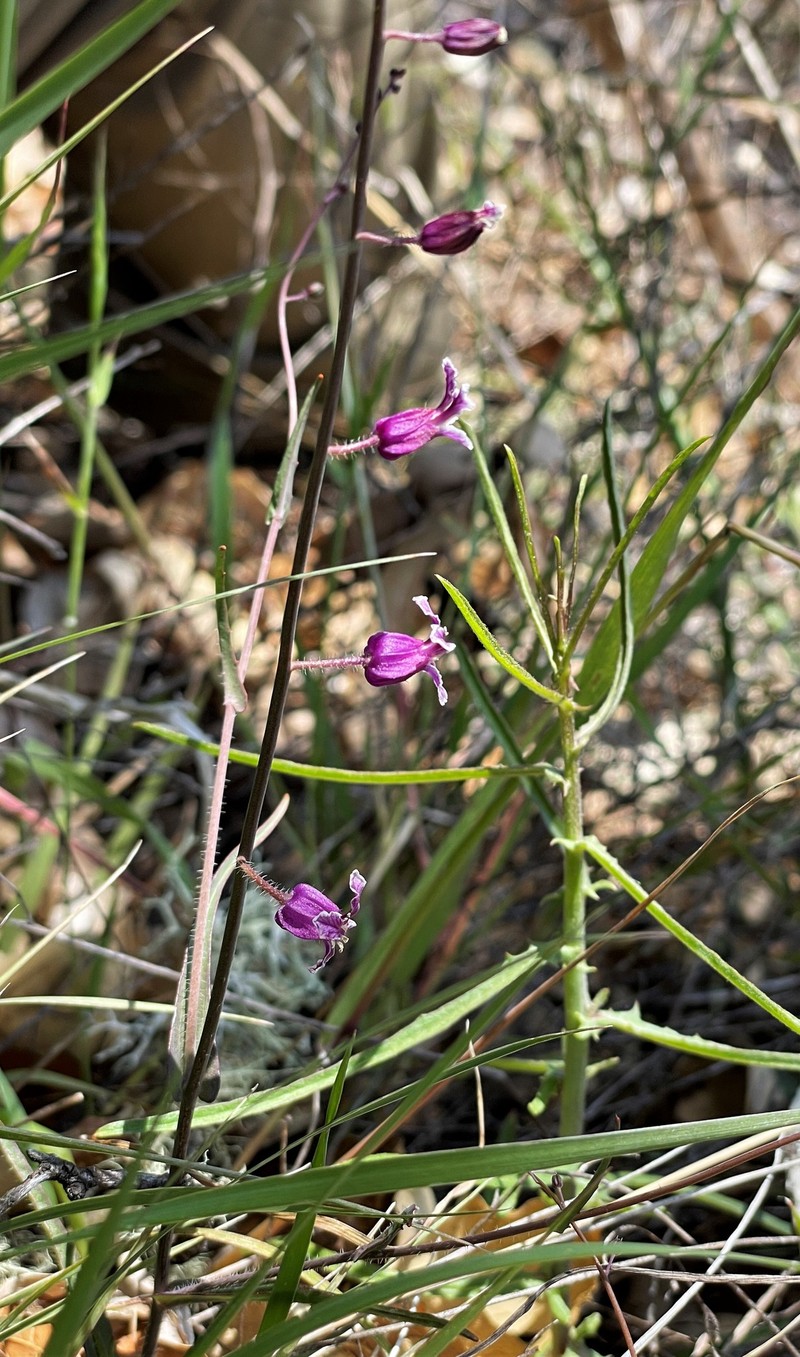 Streptanthus glandulosus var. hoffmanii photo 7