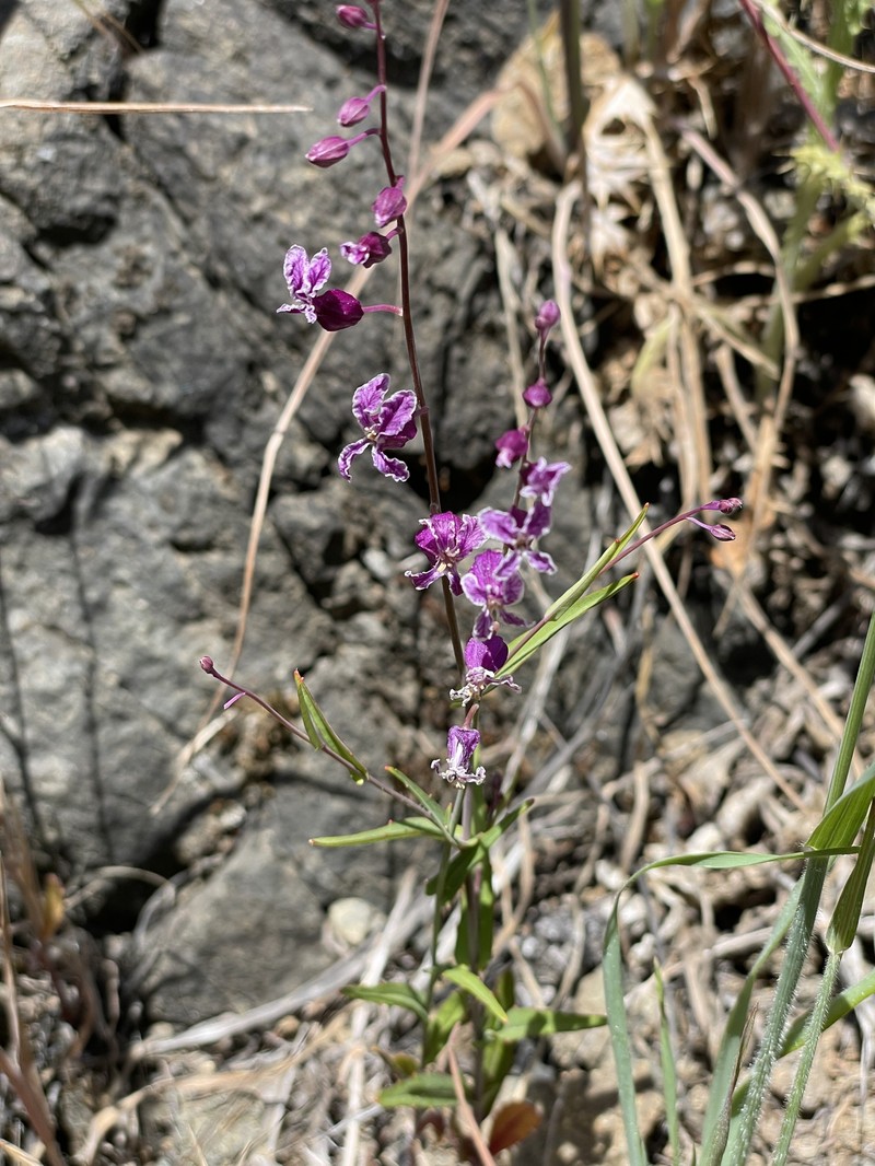 Streptanthus glandulosus var. hoffmanii photo 8