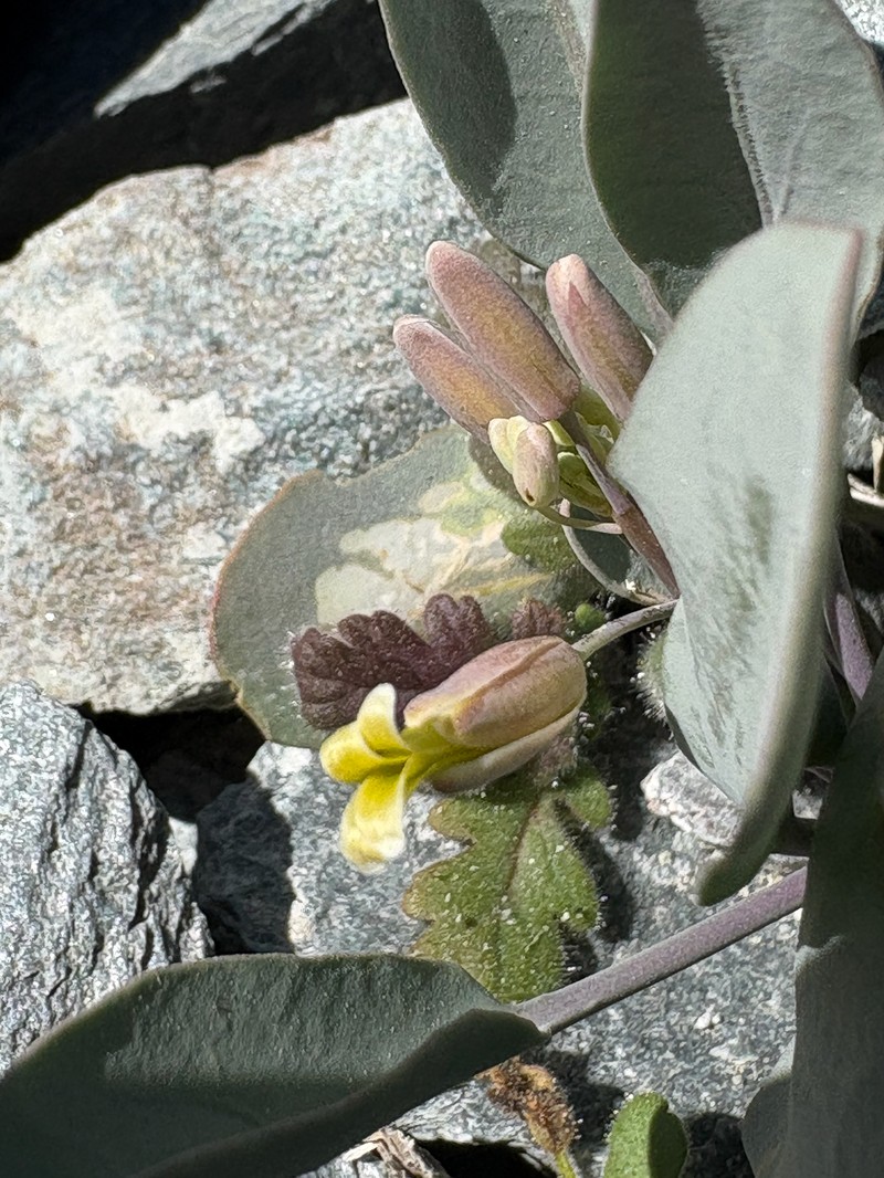 Glaucous Wild Cabbage