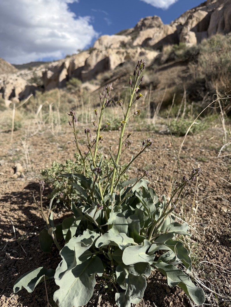 Glaucous Wild Cabbage photo 2