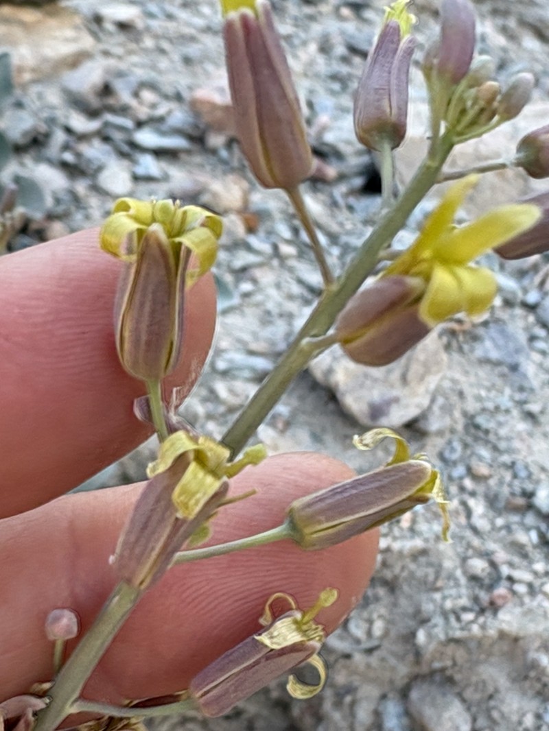 Glaucous Wild Cabbage photo 3