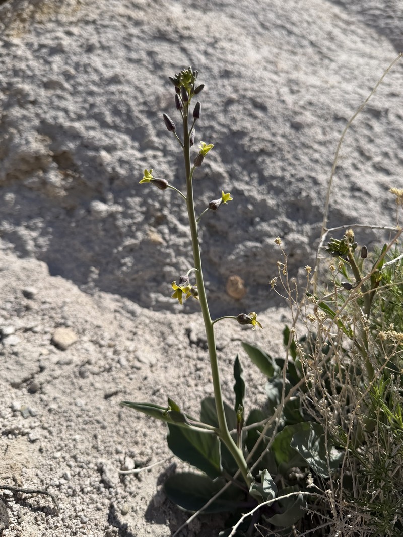 Glaucous Wild Cabbage photo 4