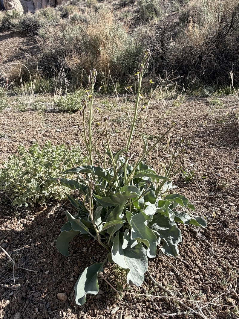 Glaucous Wild Cabbage photo 6