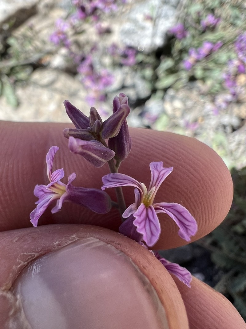 Alpine Jewelflower