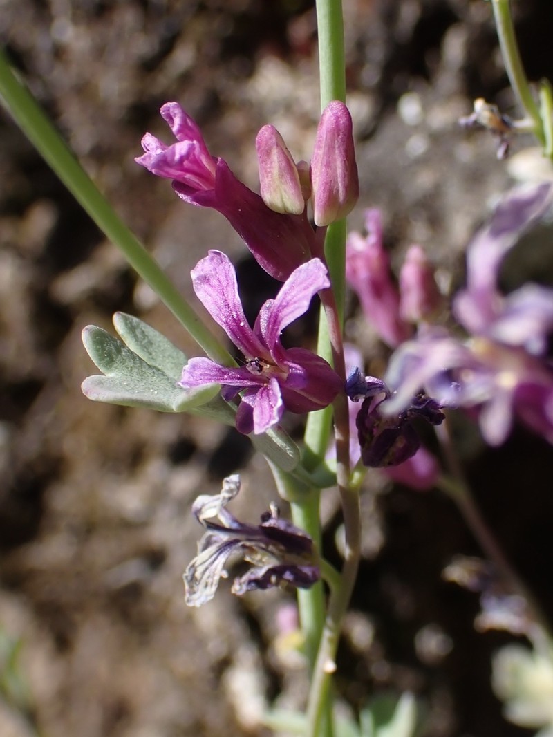 Alpine Jewelflower photo 2