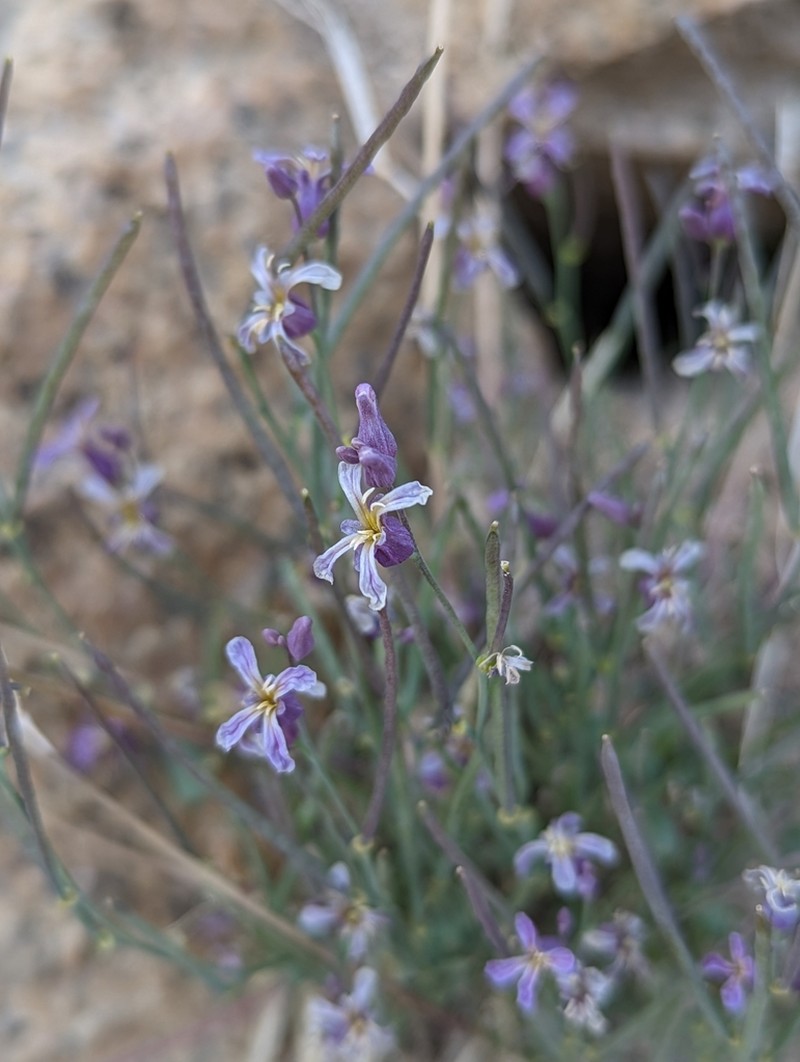 Alpine Jewelflower photo 3