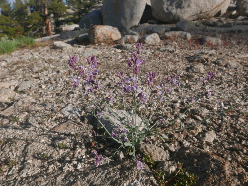Alpine Jewelflower photo 4