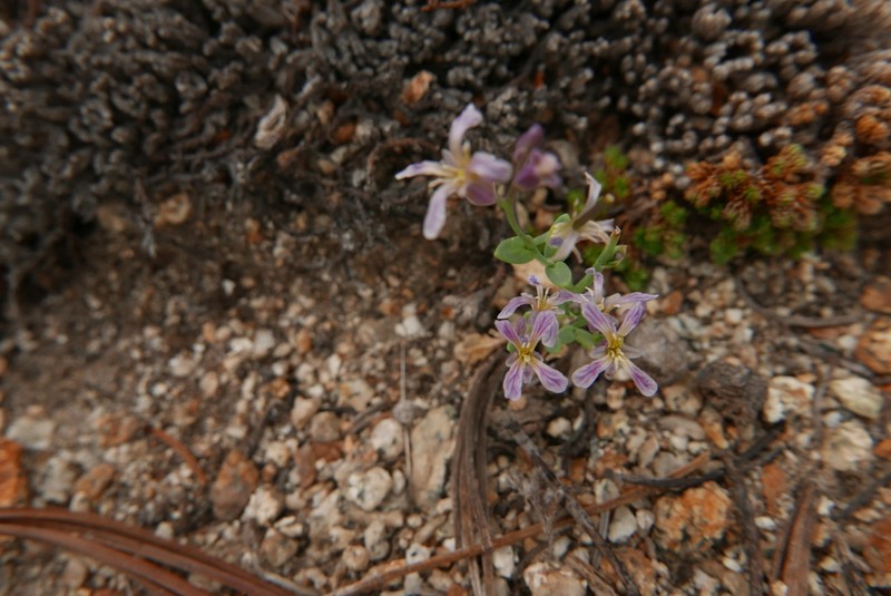 Alpine Jewelflower photo 5
