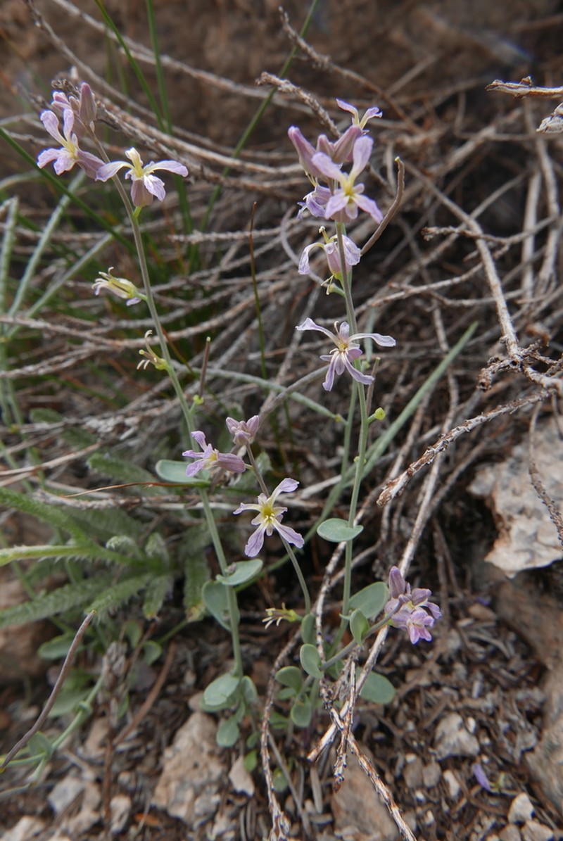 Alpine Jewelflower photo 6