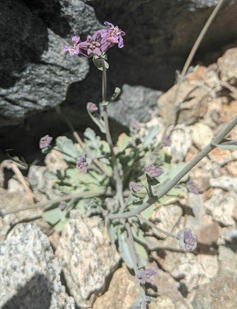 Alpine Jewelflower photo 7