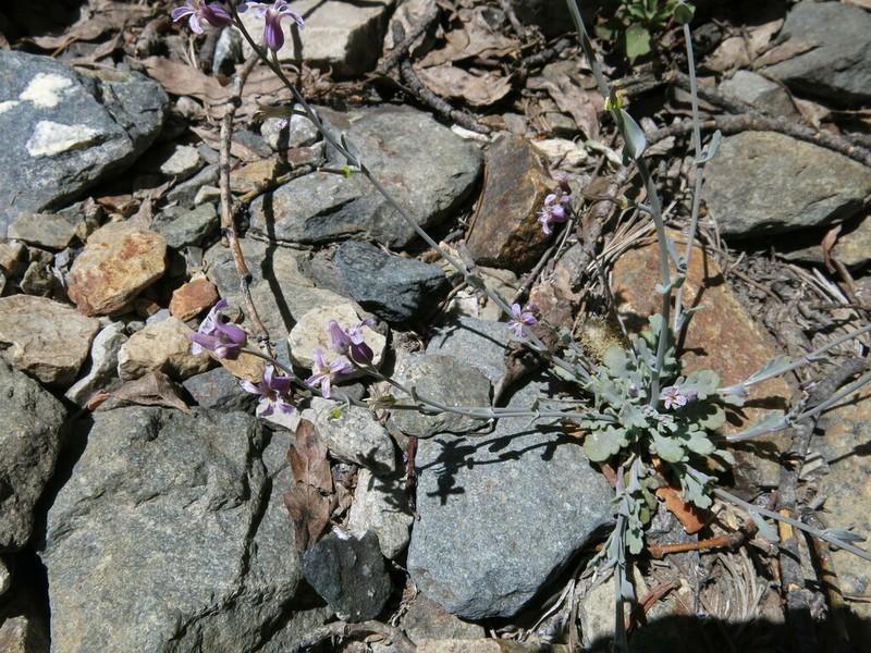 Alpine Jewelflower photo 8