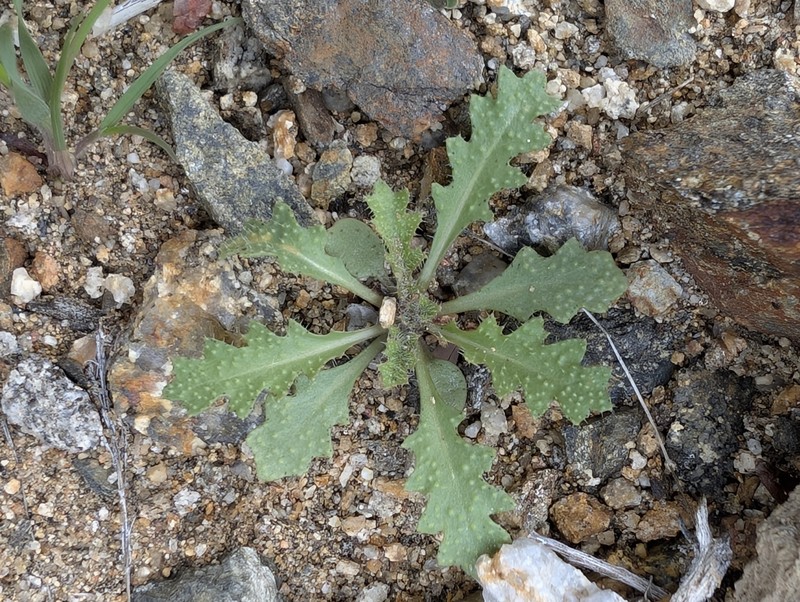 Hall's Wild Cabbage