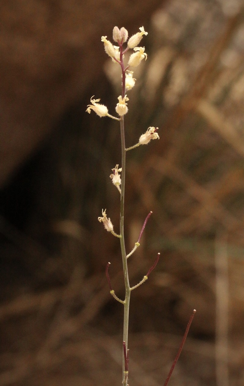 Hall's Wild Cabbage photo 3