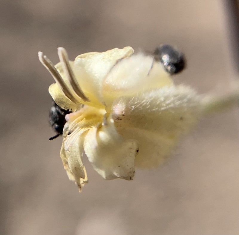 Hall's Wild Cabbage photo 6