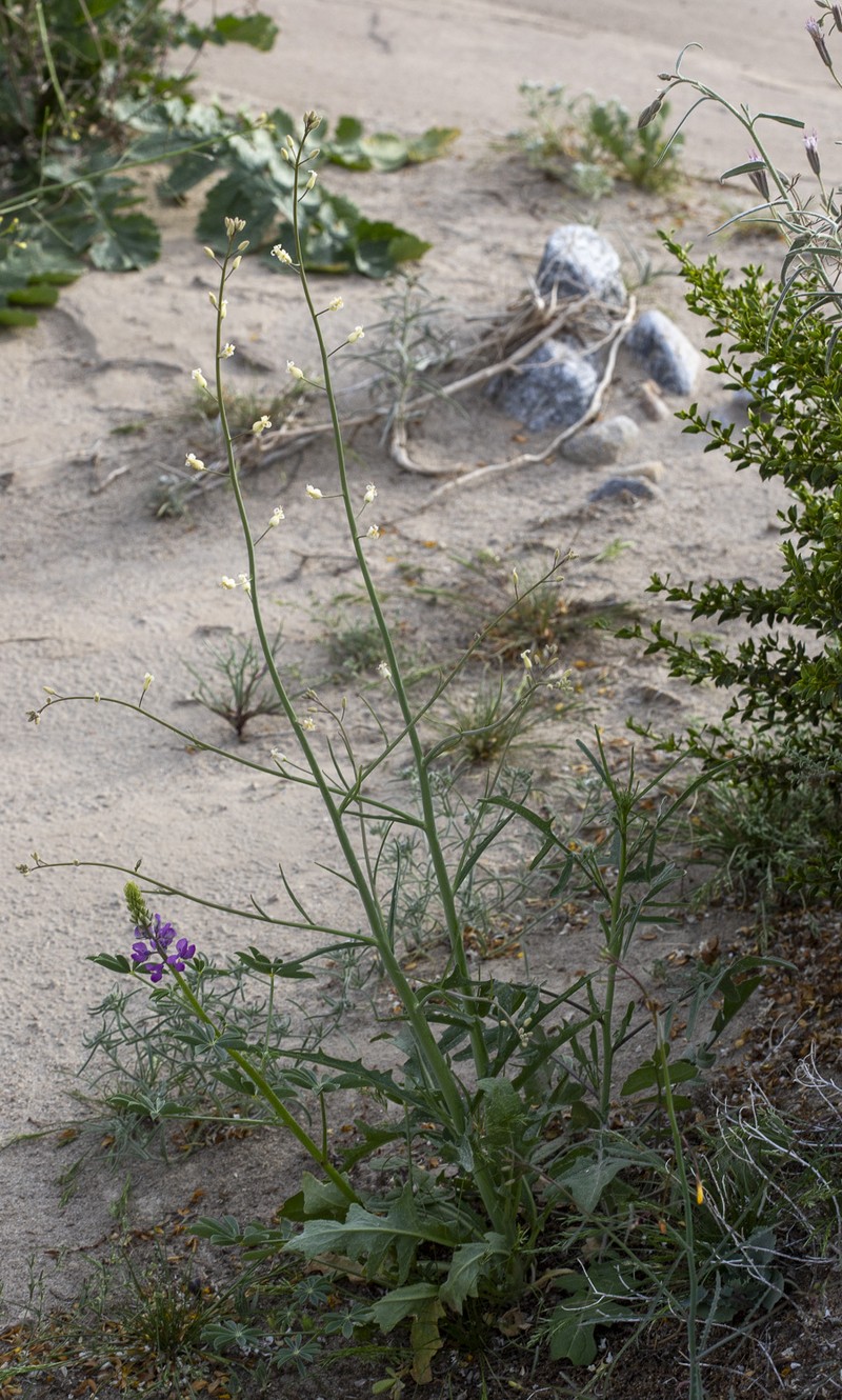 Hall's Wild Cabbage photo 8