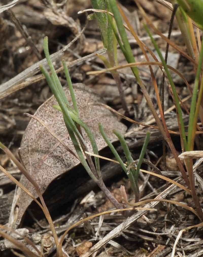 Hammitt's Claycress photo 2