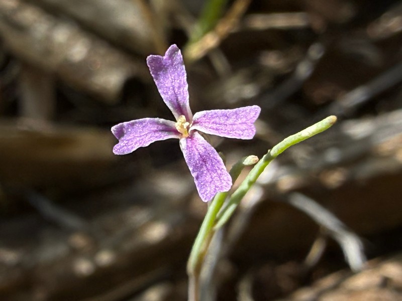 Hammitt's Claycress photo 3