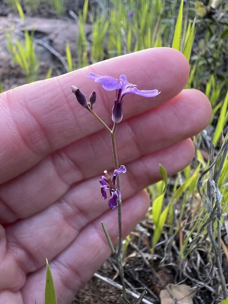 Hammitt's Claycress photo 4