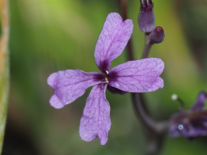 Hammitt's Claycress photo 5