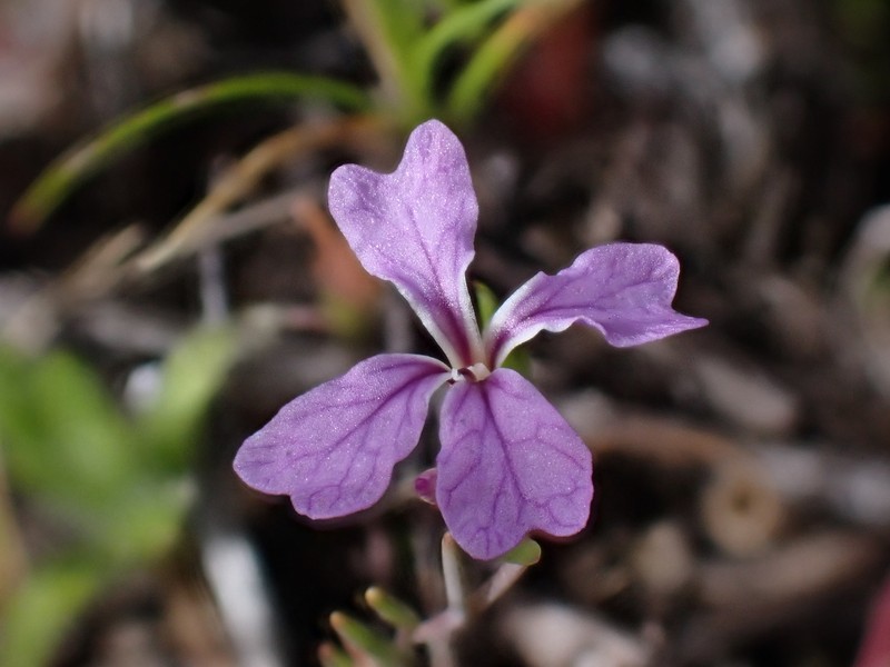 Hammitt's Claycress photo 6