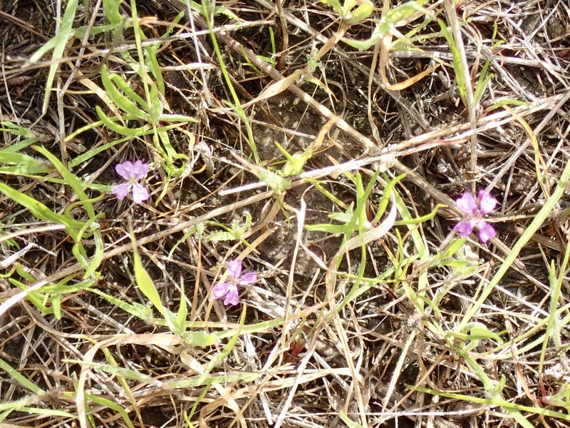 Hammitt's Claycress photo 7