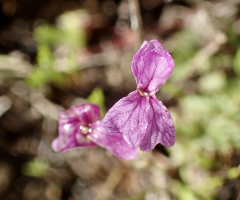 Hammitt's Claycress photo 8