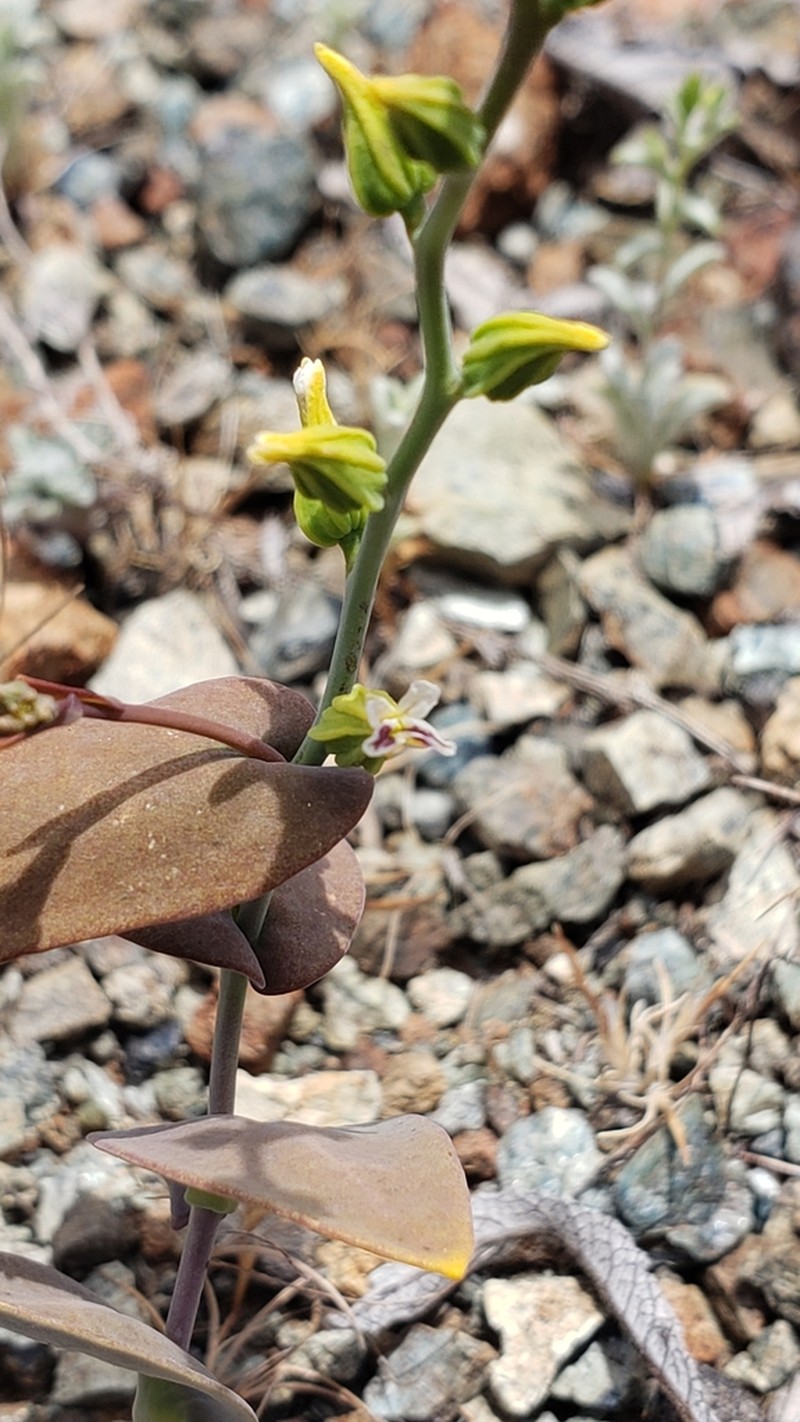 Serpentine Jewelflower photo 2