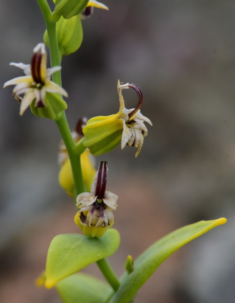 Serpentine Jewelflower photo 4