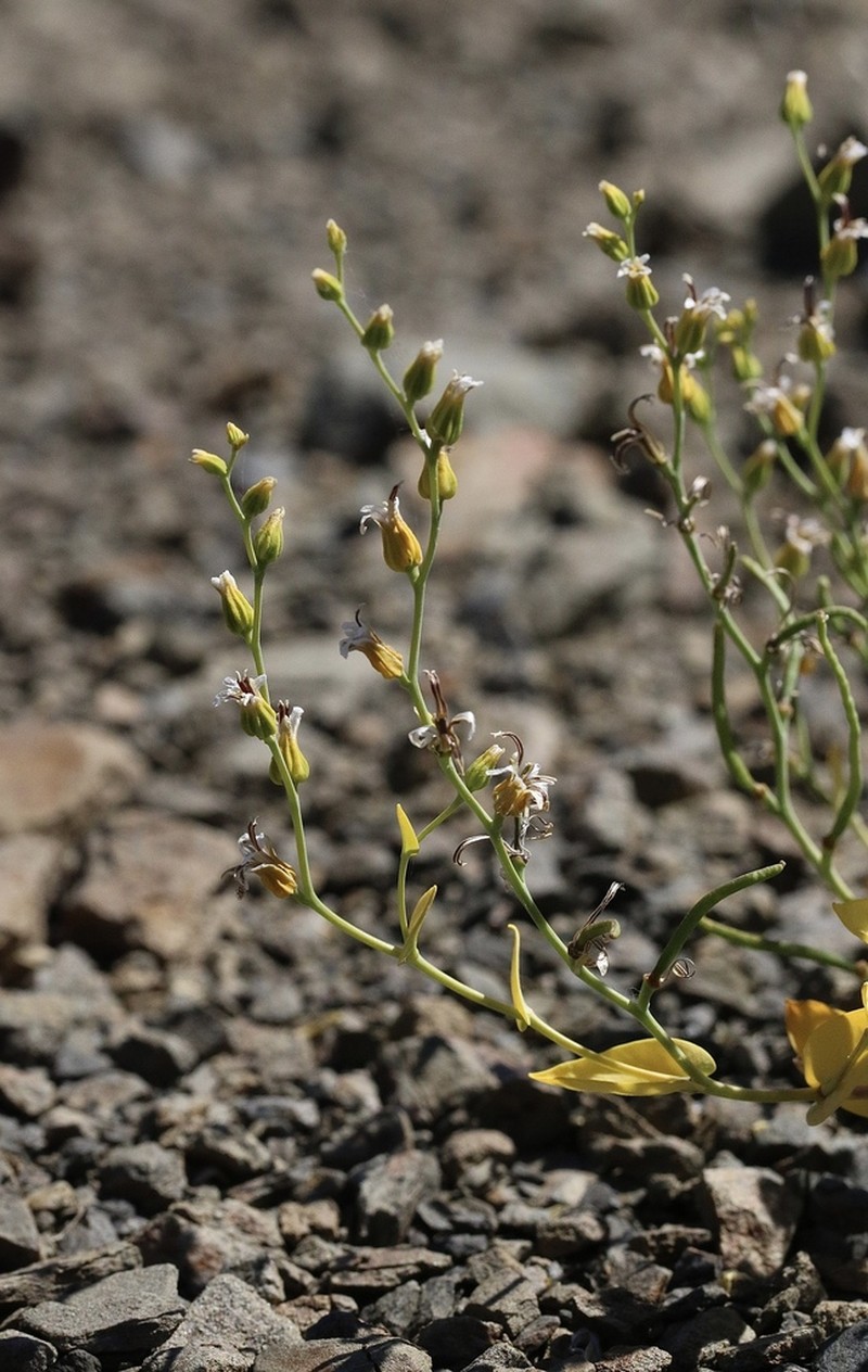 Serpentine Jewelflower photo 5